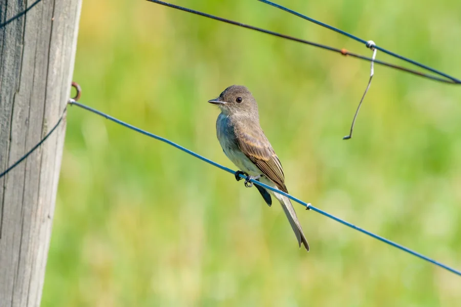 A small brown and gray bird is perched on a wire fence with a wooden post, set against a blurred green background. A small brown and gray bird is perched on a wire fence with a wooden post, set against a blurred green background.