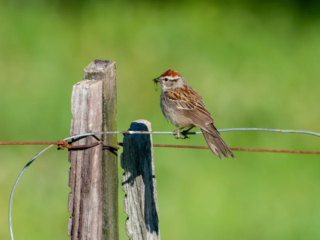 A small brown bird with a reddish cap perches on a wire fence, holding an insect in its beak against a blurred green background. A small brown bird with a reddish cap perches on a wire fence, holding an insect in its beak against a blurred green background.