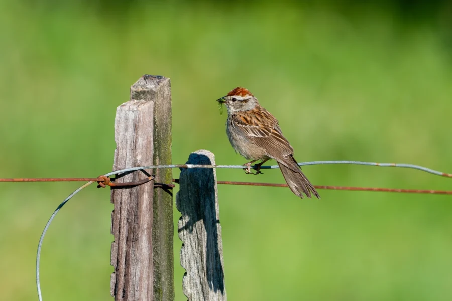 A small brown bird with a reddish cap perches on a wire fence, holding an insect in its beak against a blurred green background.