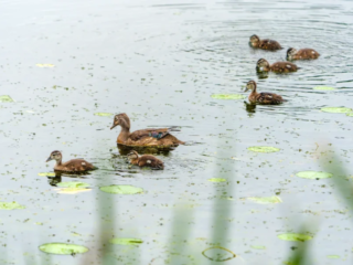A group of ducks, including ducklings, swim on a pond with lily pads and floating vegetation. A group of ducks, including ducklings, swim on a pond with lily pads and floating vegetation.