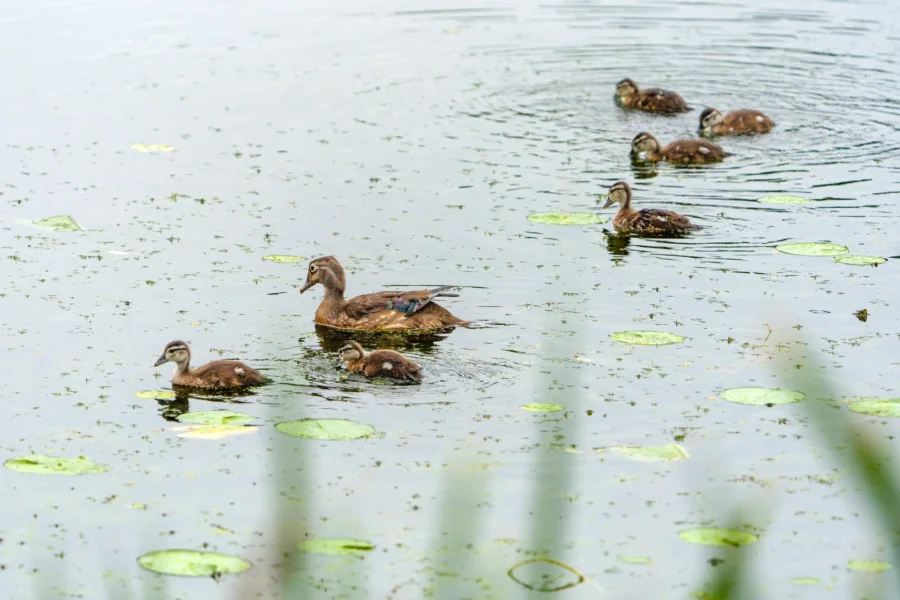 A group of ducks, including ducklings, swim on a pond with lily pads and floating vegetation.