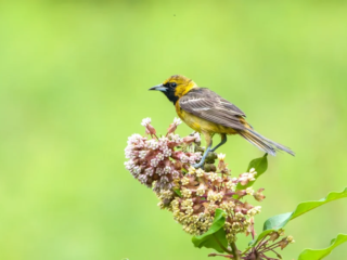 A yellow and brown bird perched on a cluster of pinkish flowers against a blurred green background. A yellow and brown bird perched on a cluster of pinkish flowers against a blurred green background.