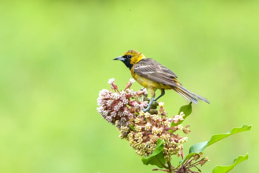 A yellow and brown bird perched on a cluster of pinkish flowers against a blurred green background.