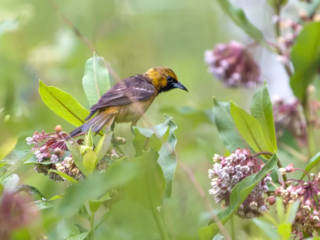 A small yellow and brown bird perches on a green leaf surrounded by clusters of pink milkweed flowers and greenery. A small yellow and brown bird perches on a green leaf surrounded by clusters of pink milkweed flowers and greenery.