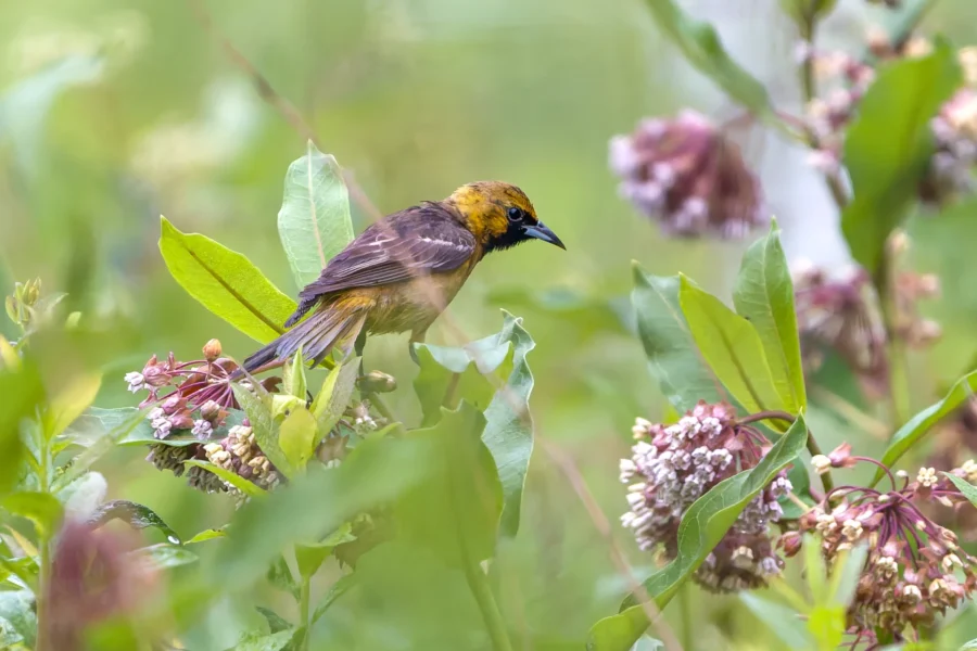 A small yellow and brown bird perches on a green leaf surrounded by clusters of pink milkweed flowers and greenery.