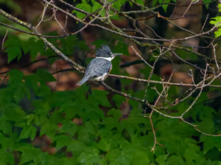 A kingfisher with a spiky crest perches on a thin branch among green leaves and foliage. A kingfisher with a spiky crest perches on a thin branch among green leaves and foliage.