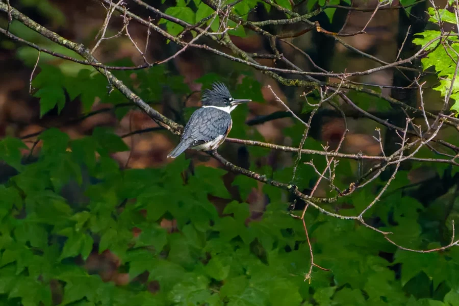 A kingfisher with a spiky crest perches on a thin branch among green leaves and foliage.