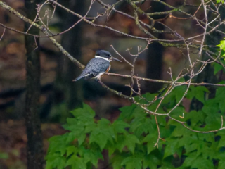 A kingfisher with blue and white plumage perches on a thin branch surrounded by green foliage in a forest setting. A kingfisher with blue and white plumage perches on a thin branch surrounded by green foliage in a forest setting.