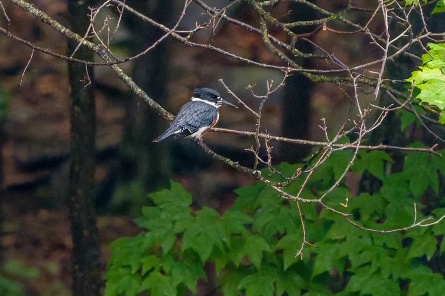 A kingfisher with blue and white plumage perches on a thin branch surrounded by green foliage in a forest setting.