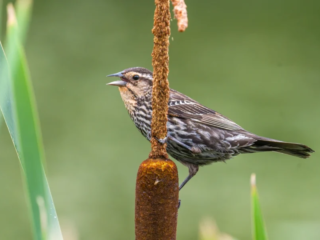 A female red-winged blackbird perches on a cattail, with its beak open, against a blurred green background. A female red-winged blackbird perches on a cattail, with its beak open, against a blurred green background.