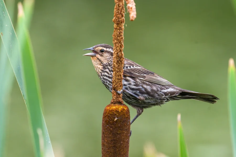 A female red-winged blackbird perches on a cattail, with its beak open, against a blurred green background.