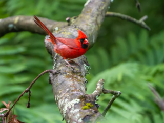 A bright red northern cardinal stands on a mossy tree branch with green foliage in the background. A bright red northern cardinal stands on a mossy tree branch with green foliage in the background.