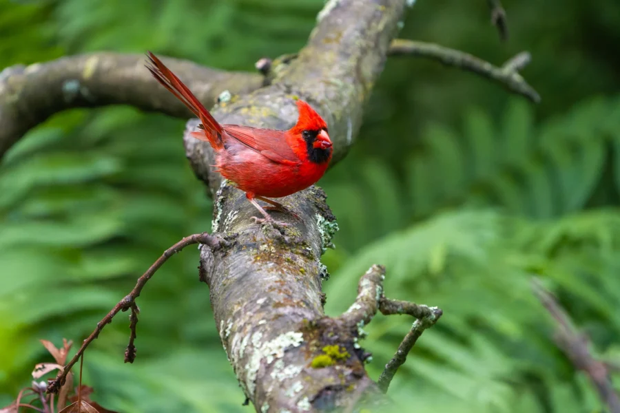 A bright red northern cardinal stands on a mossy tree branch with green foliage in the background.
