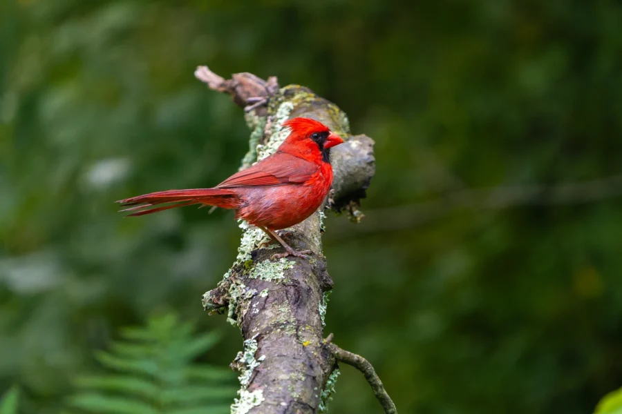 A bright red cardinal bird perched on a mossy branch with a blurred green background.