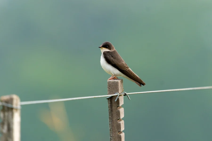 A small bird with brown upperparts and white underparts perches on a wooden fence post with a wire against a blurred green background.