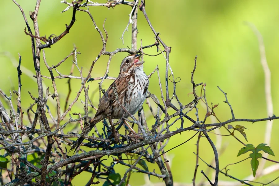 A small brown and white bird perches on tangled branches, beak open as if singing, with a blurred green background.