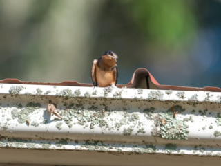 A small bird perches on a lichen-covered roof gutter in daylight, with a blurred green and blue background. A small bird perches on a lichen-covered roof gutter in daylight, with a blurred green and blue background.