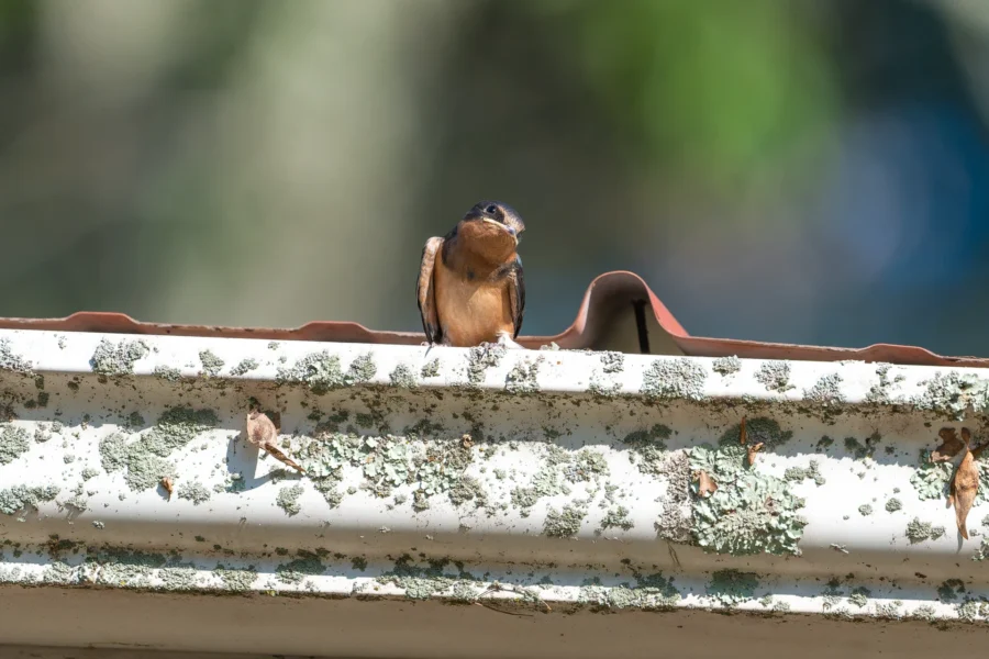 A small bird perches on a lichen-covered roof gutter in daylight, with a blurred green and blue background.