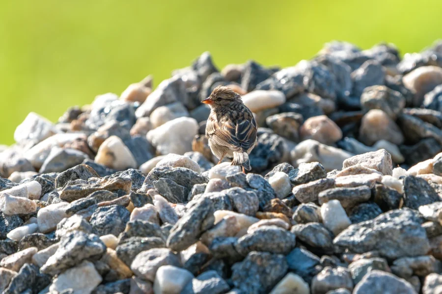 A small brown bird with striped wings stands on a pile of gray and white rocks, with blurred green grass in the background.