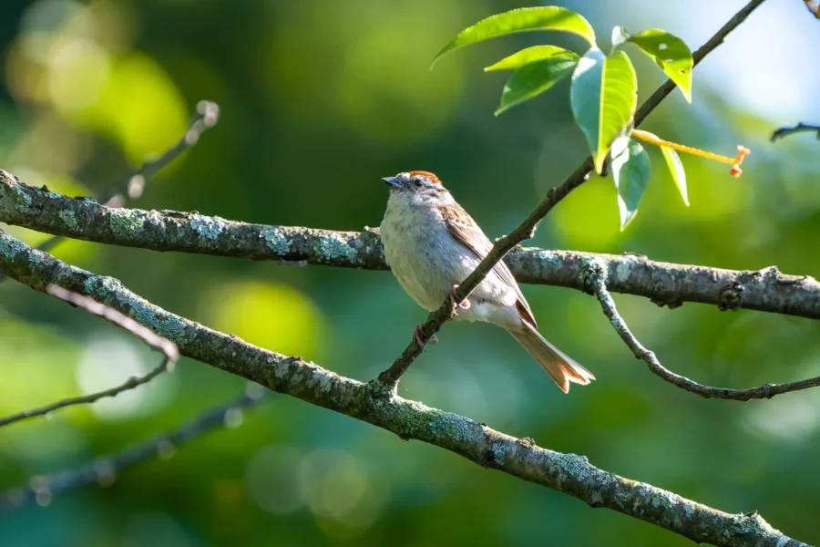 A small brown bird with a reddish cap perches on a mossy tree branch, surrounded by green leaves and a blurred natural background.
