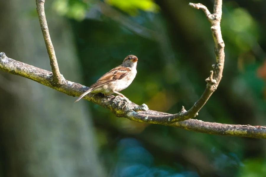 A small brown bird is perched on a mossy tree branch with green foliage in the blurred background.
