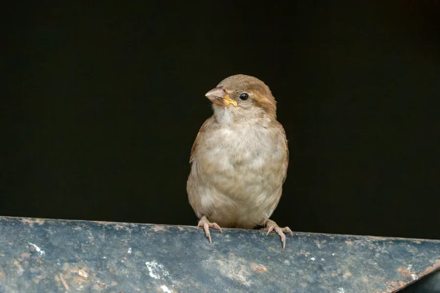 A small brown bird is perched on a metal surface against a dark background.