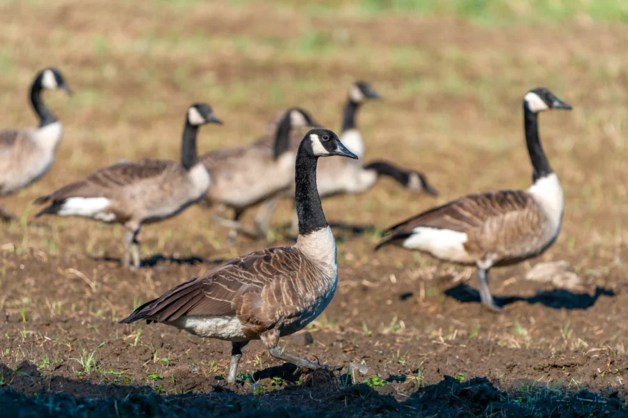 A group of Canada geese stands and walks on a grassy, muddy field in daylight.