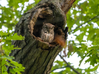 A small owl sits in a tree hollow surrounded by green leaves, blending in with the bark for camouflage. A small owl sits in a tree hollow surrounded by green leaves, blending in with the bark for camouflage.