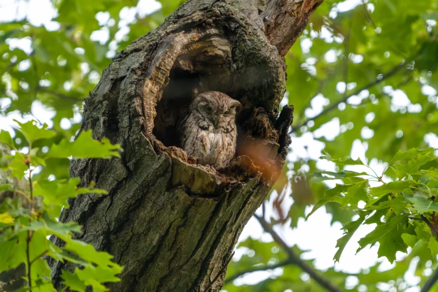 A small owl sits in a tree hollow surrounded by green leaves, blending in with the bark for camouflage.