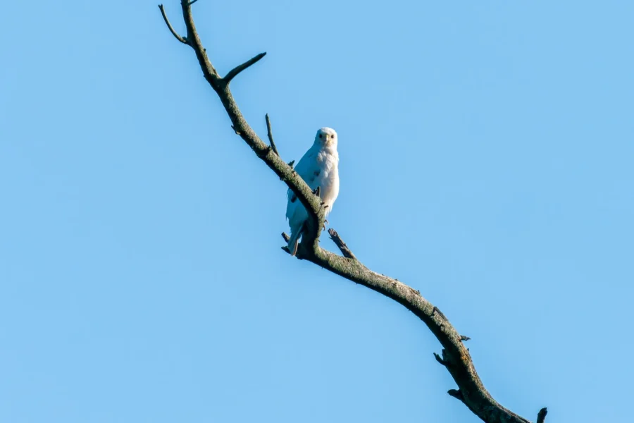 A white bird is perched on a bare, diagonal tree branch against a clear blue sky.