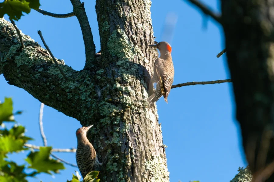 Two woodpeckers with red heads perch on the trunk of a tree covered in lichen, with branches and blue sky in the background.