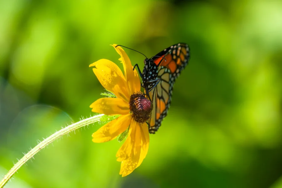 A monarch butterfly rests on the petals of a yellow flower with a blurred green background.