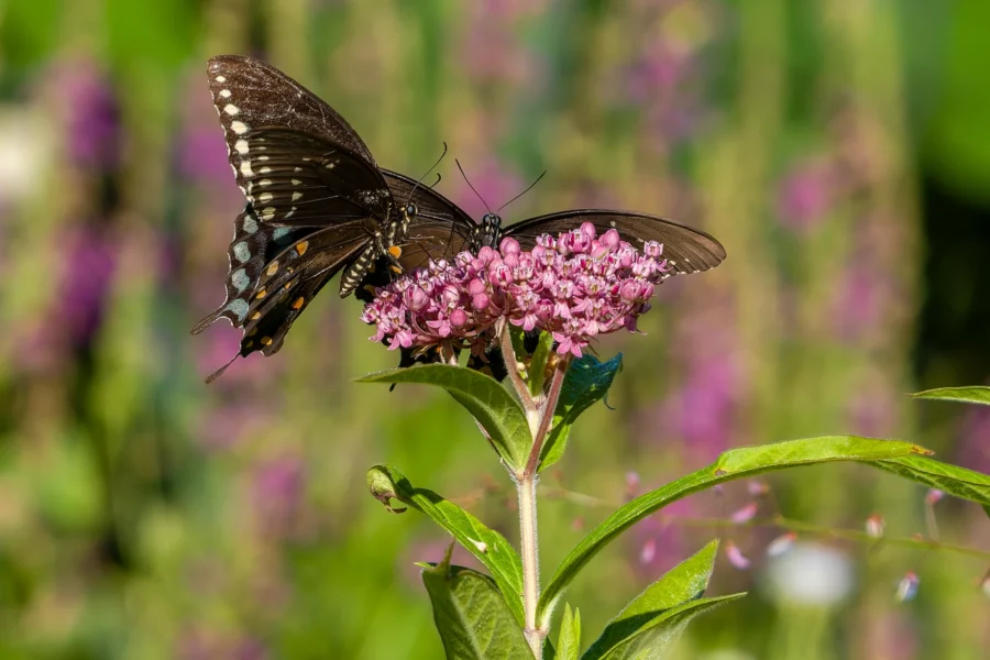 A black swallowtail butterfly with blue and orange spots feeds on a cluster of pink flowers, with a blurred green and purple background.