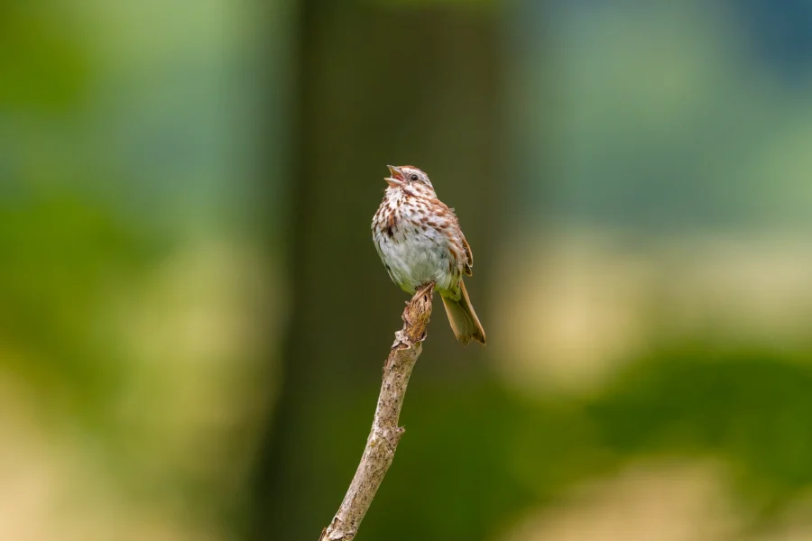 A small brown and white songbird perched on a thin branch, with its beak open against a blurred green and blue background.