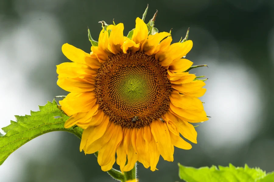 Close-up of a bright yellow sunflower in bloom with a green center, standing against a blurred outdoor background.