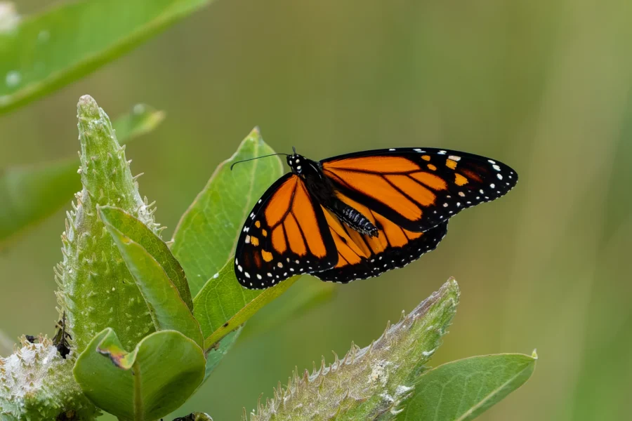 A monarch butterfly with orange and black wings rests on a green leaf against a blurred natural background.