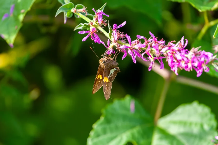 A brown butterfly with orange and white markings rests on a pinkish-purple flower, surrounded by green leaves and stems.