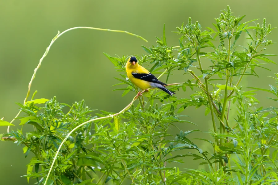 A yellow and black bird perches on a leafy green plant against a blurred green background. A yellow and black bird perches on a leafy green plant against a blurred green background.