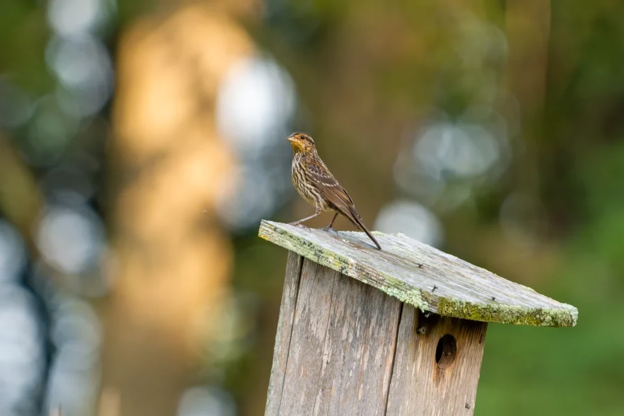 A small brown bird with streaked markings stands on the slanted roof of a weathered wooden birdhouse, with a blurred natural background. A small brown bird with streaked markings stands on the slanted roof of a weathered wooden birdhouse, with a blurred natural background.