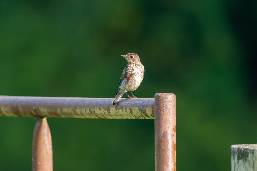 A small brown and white bird is perched on a rusty metal railing against a blurred green background. A small brown and white bird is perched on a rusty metal railing against a blurred green background.