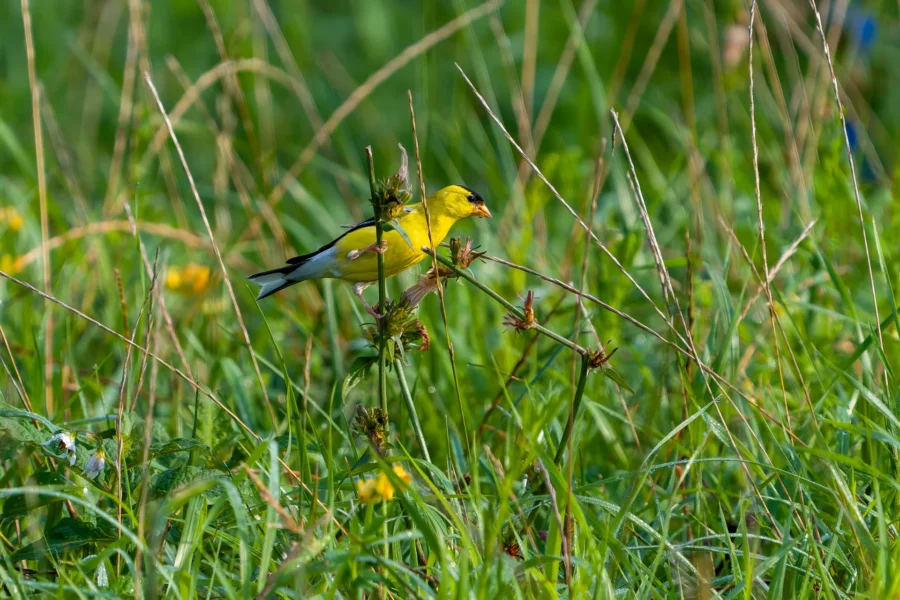 A yellow bird with black wings is perched on a plant stem amid tall green grass and wildflowers in a field. A yellow bird with black wings is perched on a plant stem amid tall green grass and wildflowers in a field.