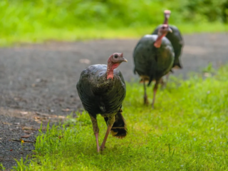 Three wild turkeys walk along the edge of a paved path in a grassy, green outdoor setting. Three wild turkeys walk along the edge of a paved path in a grassy, green outdoor setting.