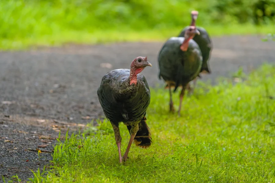 Three wild turkeys walk along the edge of a paved path in a grassy, green outdoor setting. Three wild turkeys walk along the edge of a paved path in a grassy, green outdoor setting.