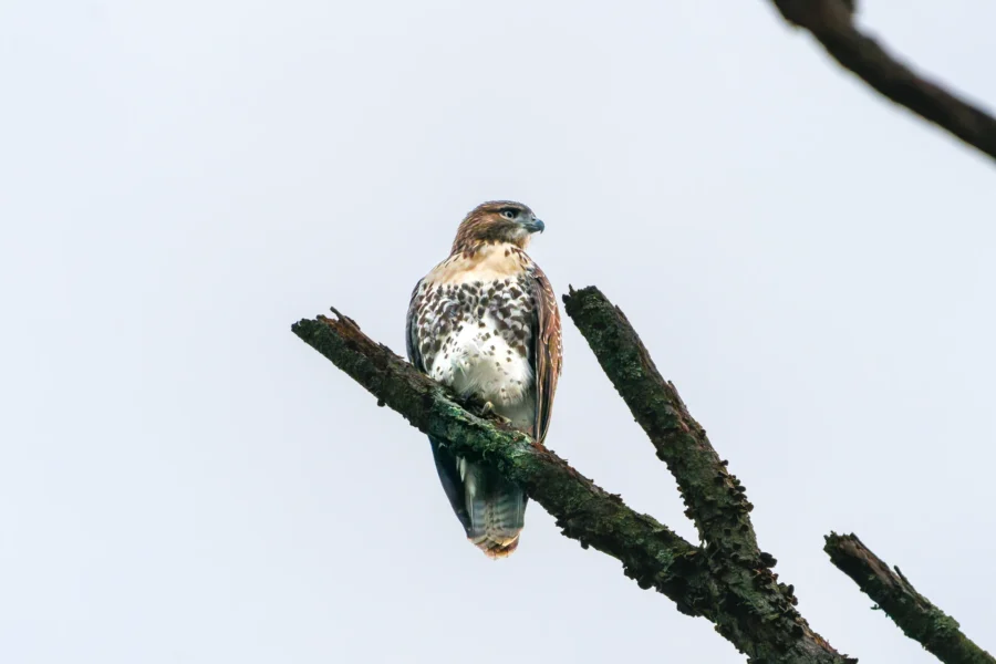 A hawk with brown and white feathers perches on a mossy tree branch against a pale sky. A hawk with brown and white feathers perches on a mossy tree branch against a pale sky.