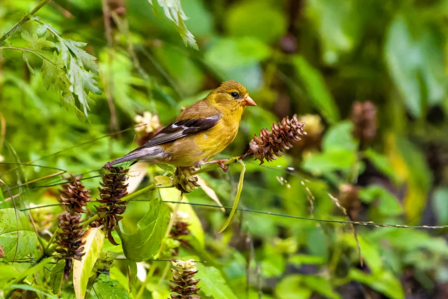 A small yellow and black bird perches on a dried flower amidst green leafy vegetation. A small yellow and black bird perches on a dried flower amidst green leafy vegetation.