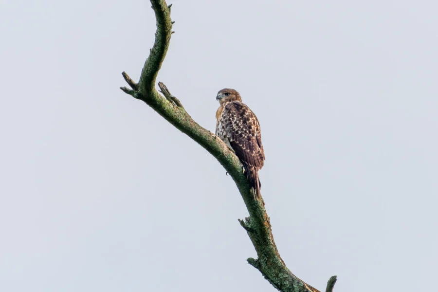 A brown hawk with speckled feathers perches on a bare, curved tree branch against a pale, clear sky. A brown hawk with speckled feathers perches on a bare, curved tree branch against a pale, clear sky.