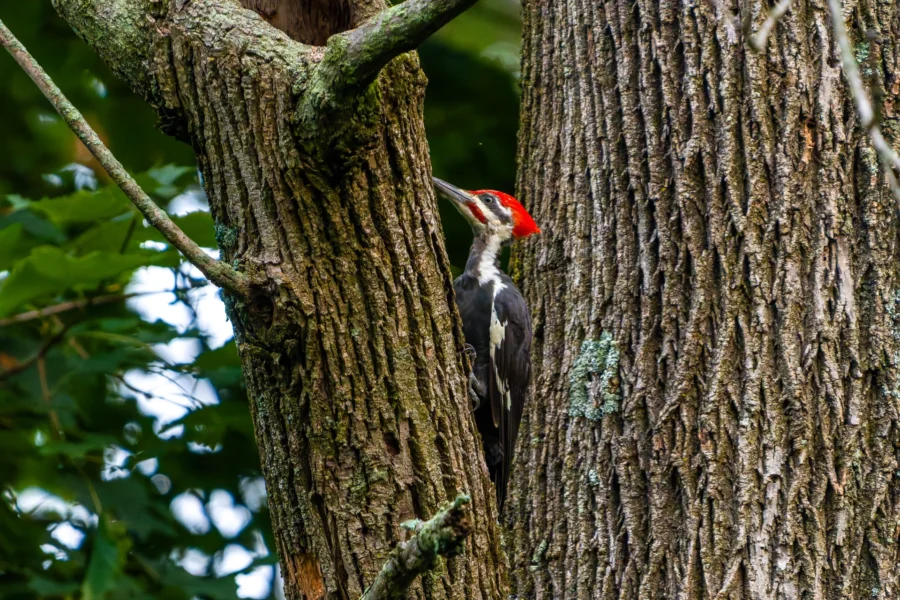 A pileated woodpecker with a red crest clings to the trunk of a tree in a forested area, pecking at the bark. A pileated woodpecker with a red crest clings to the trunk of a tree in a forested area, pecking at the bark.