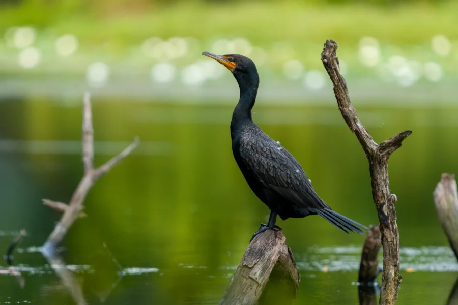 A black cormorant perched on a weathered branch above green water, with a blurred background of foliage and white flowers. A black cormorant perched on a weathered branch above green water, with a blurred background of foliage and white flowers.