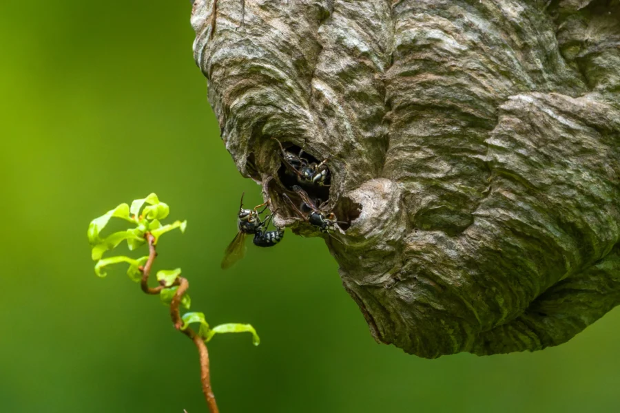 Close-up of several wasps entering and exiting a textured nest attached to a branch, with a small leafy plant in the foreground and a green blurred background. Close-up of several wasps entering and exiting a textured nest attached to a branch, with a small leafy plant in the foreground and a green blurred background.