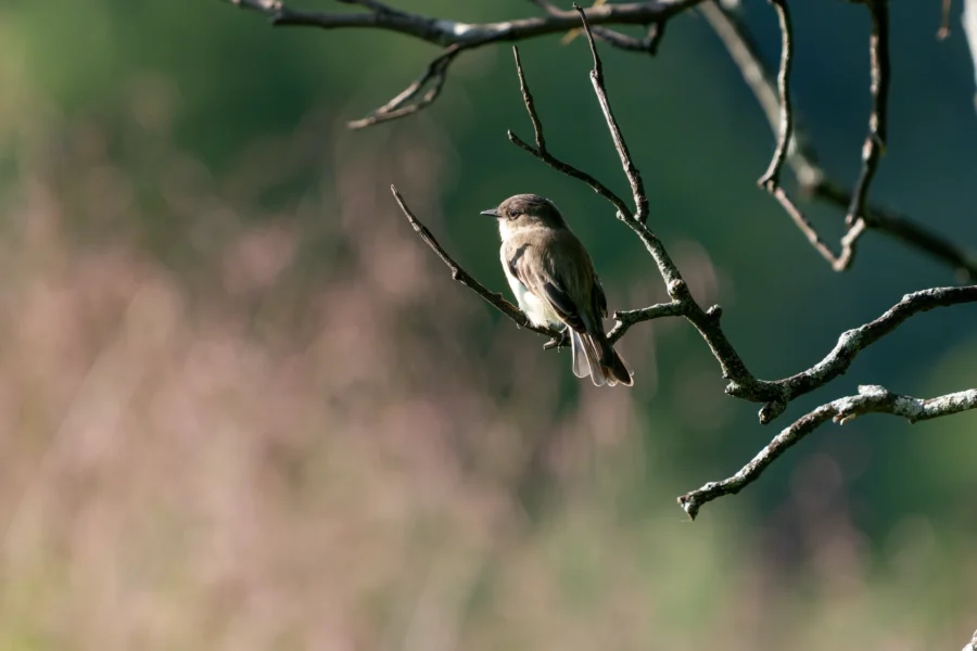 A small bird is perched on a bare tree branch, facing left, with a blurred green and pink background. A small bird is perched on a bare tree branch, facing left, with a blurred green and pink background.